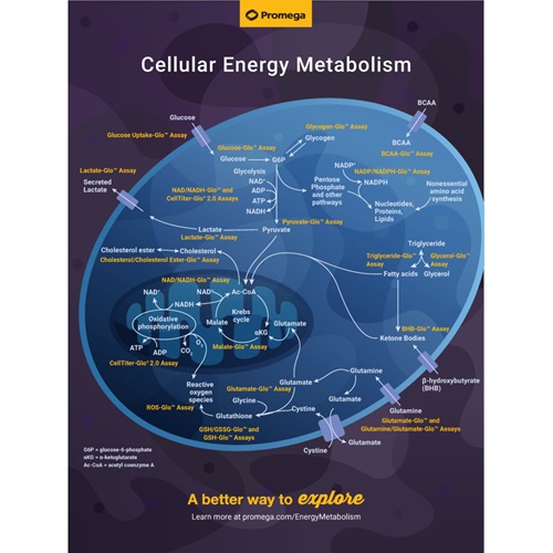 cellular-energy-metabolism-wall-poster-wc101