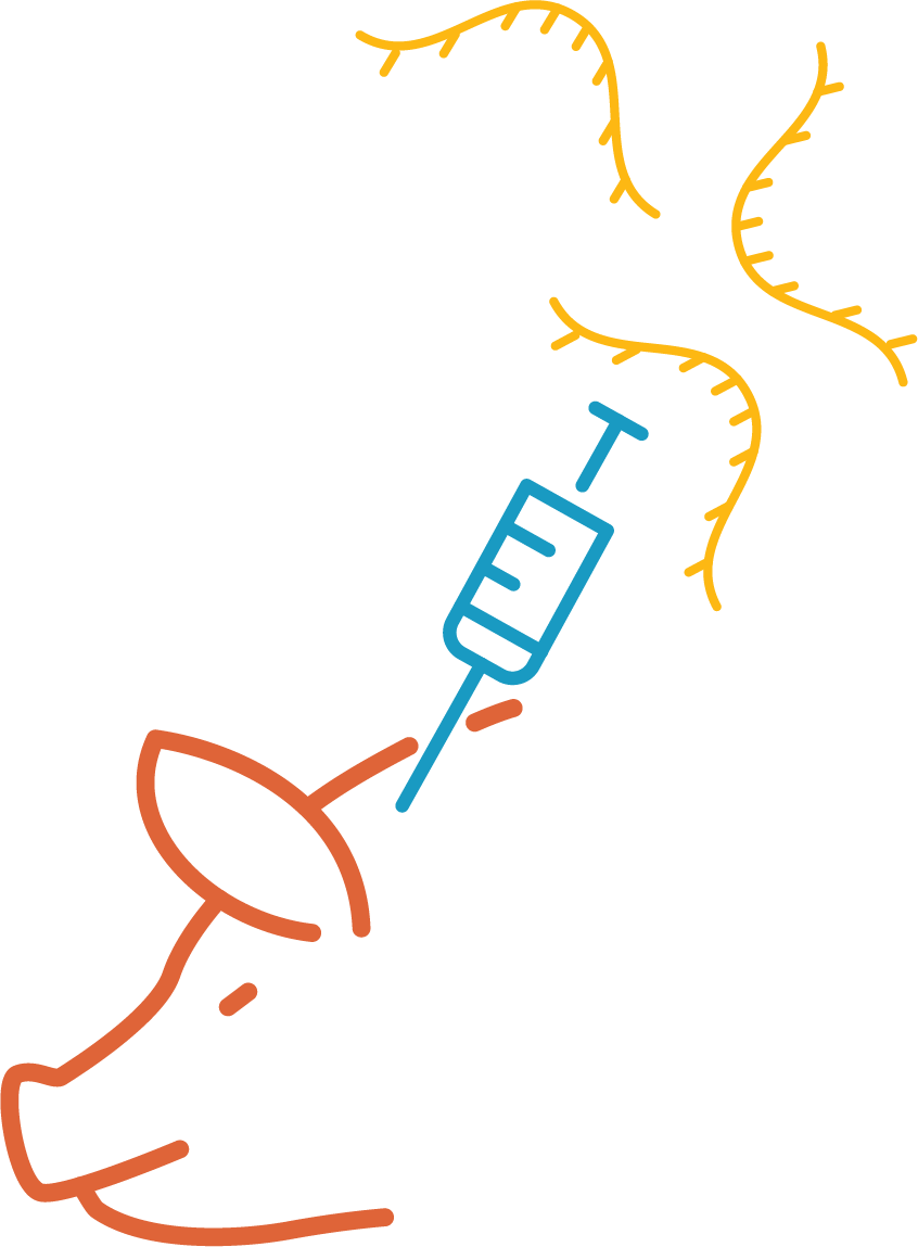 RNA production for veterinary vaccine development-illustration