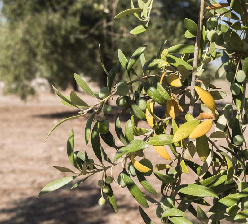 Xylella-Fastidiosa感染 - 橄榄树