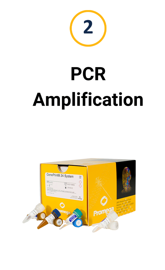 car-t-2-pcr