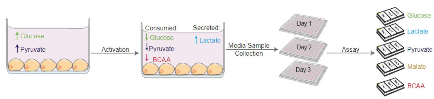 metabolic-profiling-workflow