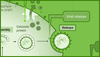 virus-host-middle2