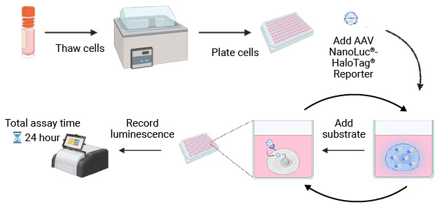 Adeno-Associated Virus Solutions