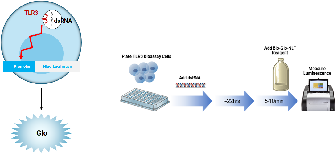 tlr3 bioassay for dsRNA detection