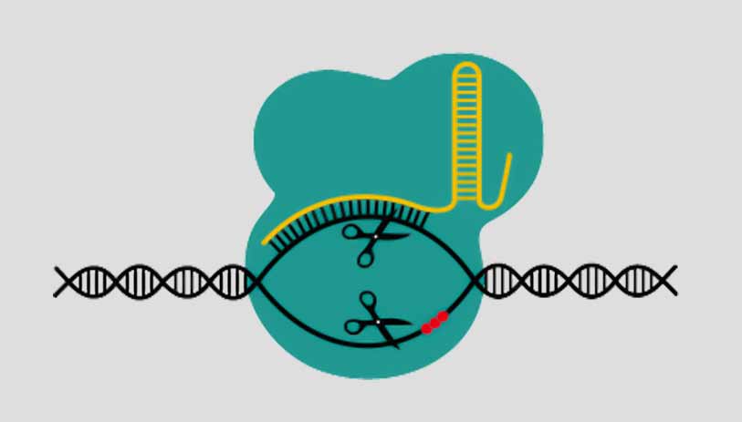 CRISPR Cas9 gene editing