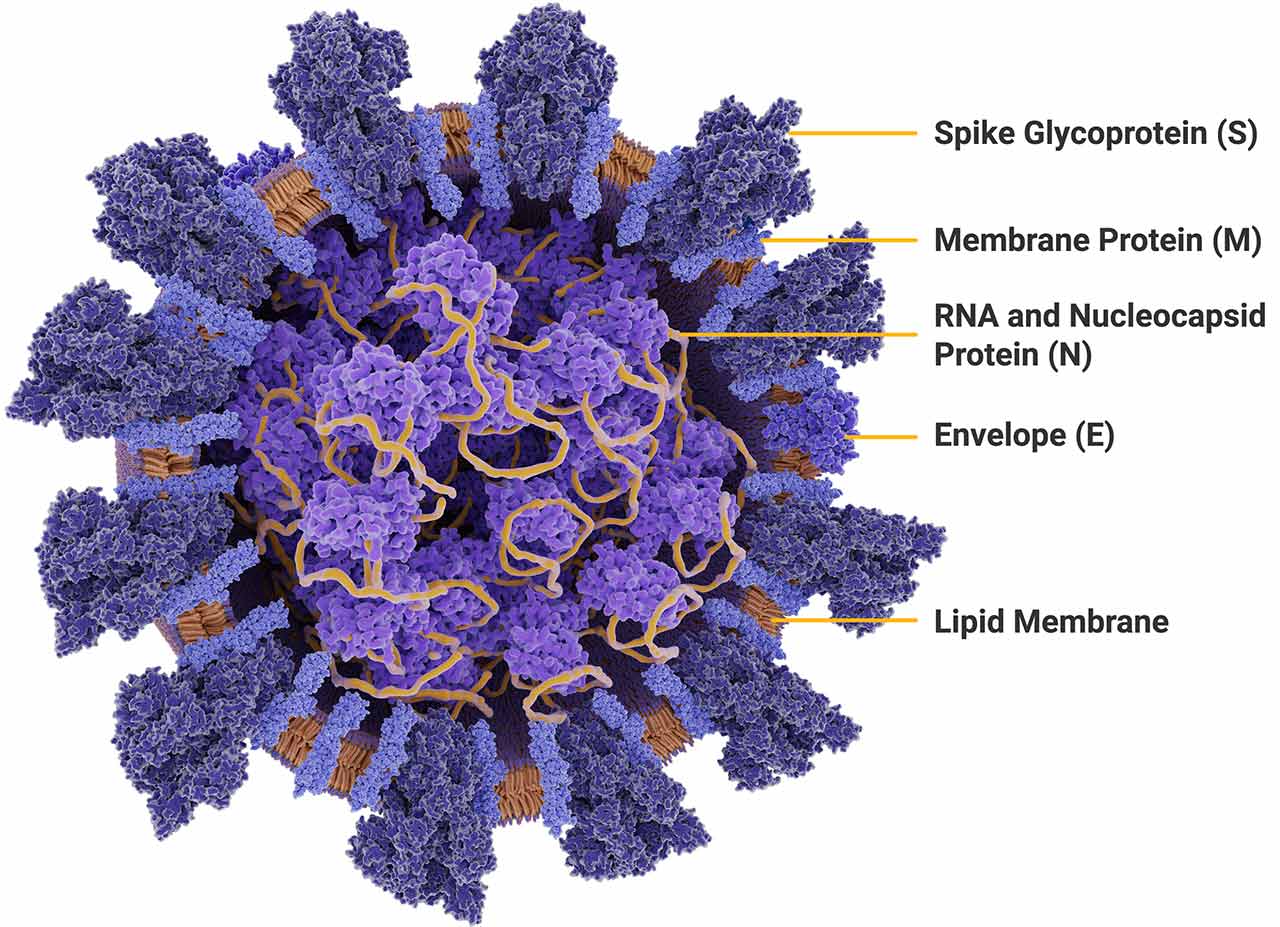 SARS-CoV-2结构蛋白