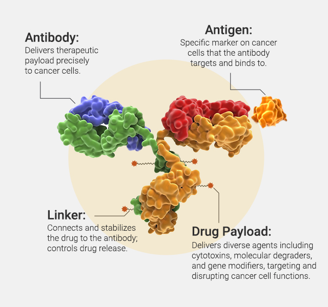 antibody-drug-conjugates