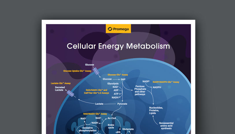energy-metabolism-wall-chart-tile