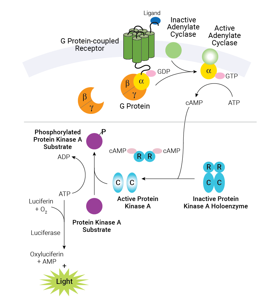 GPCR Research For Drug Discovery