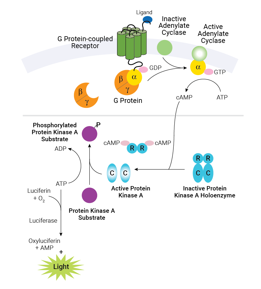 schematic diagram of cAMP production in cells