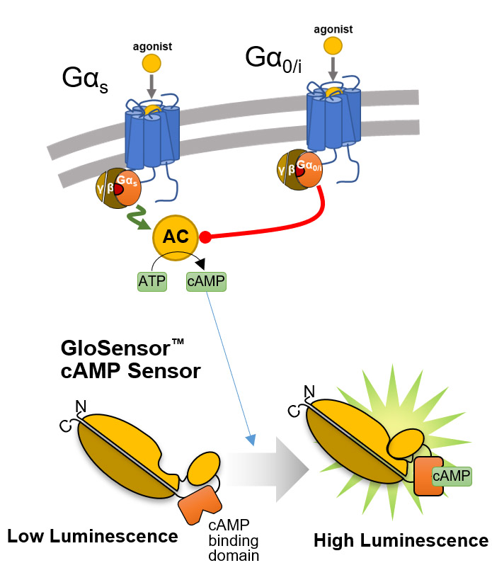overview of the glosensor camp assay