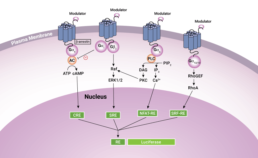 gpc signaling pathways