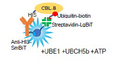 Lumit Auto-Ubiquitination Assays