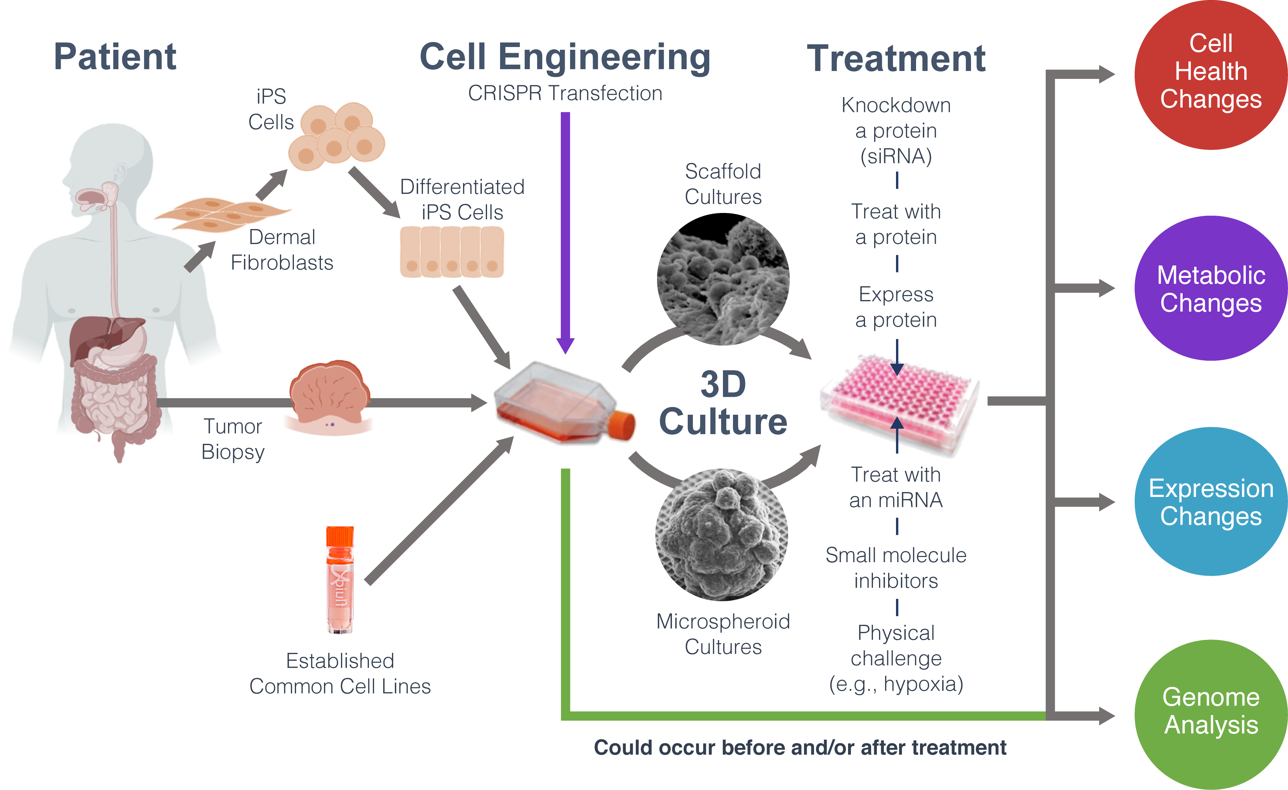 Introduction To 3D Cell Culture