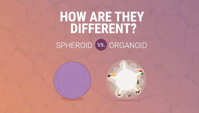 spheroid organoid infographic