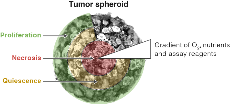 Introduction To 3D Cell Culture