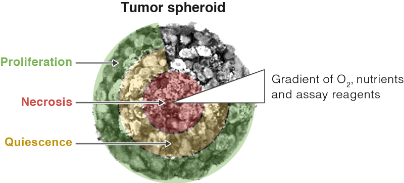 tumor-spheroid-v2
