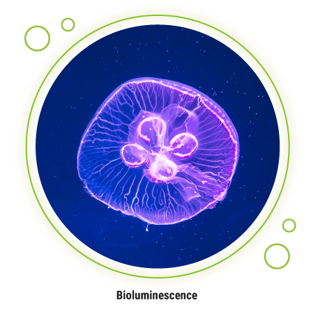 水母在深海中发出紫色的光，这是生物发光生物的一个例子。