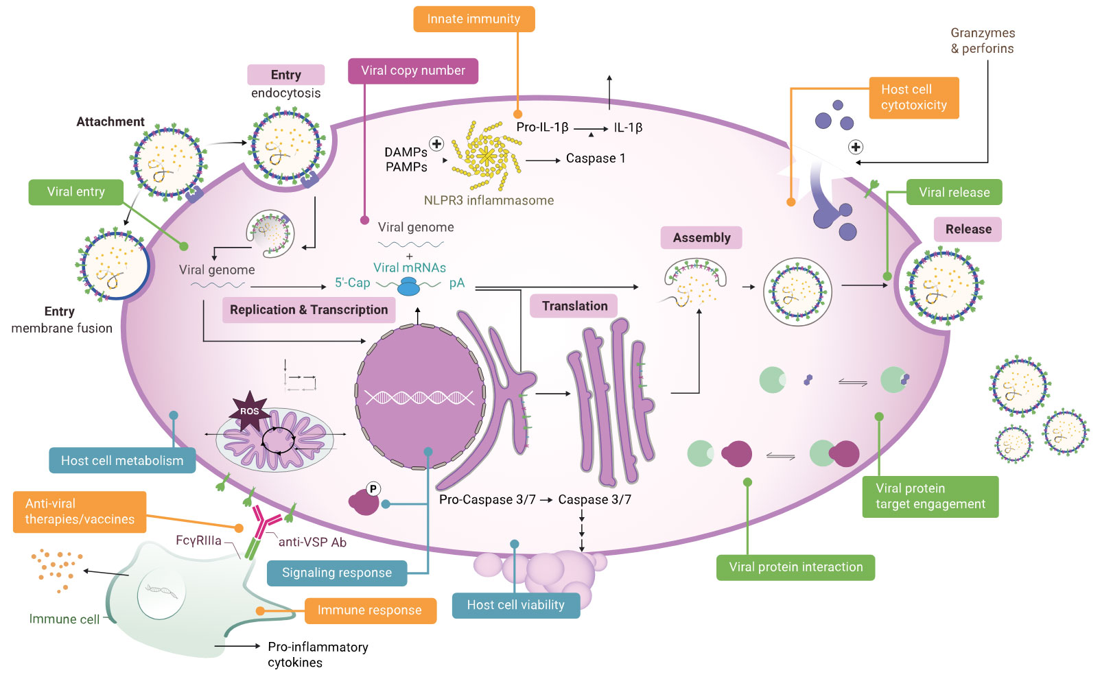 viral-activity-in-cells