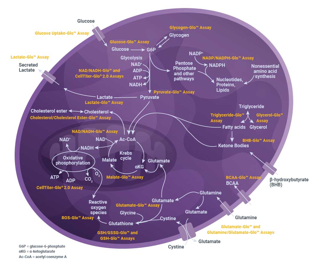 Cellular Energy Metabolism Assays