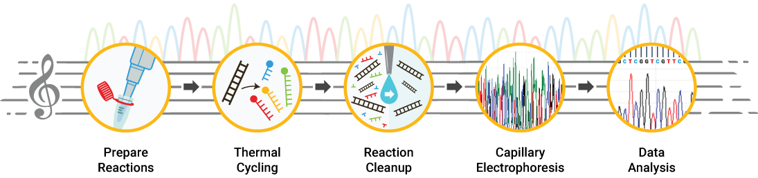 Dye-terminator sequencing workflow illustration.