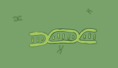 A restriction enzyme snips a large double stranded DNA fragment to create two smaller ones