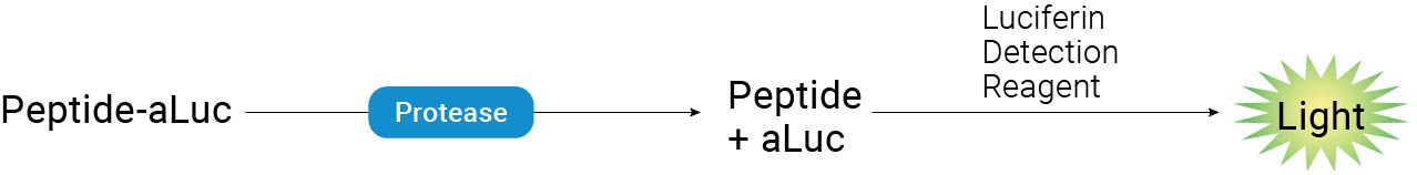 peptide-aluc-figure-w