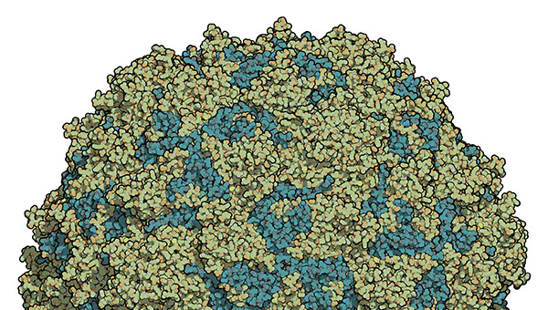 poliovirus structure model