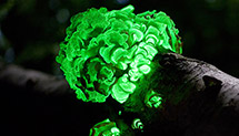 bioluminescent fungus glowing green