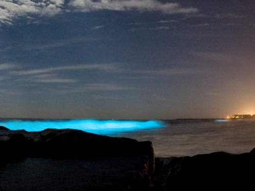 bioluminescent-dinoflagellates