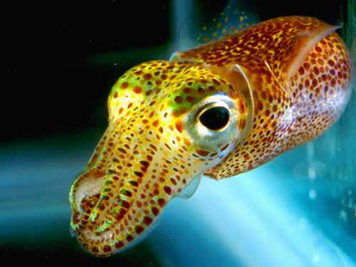 hawaiian-bobtail-squid04
