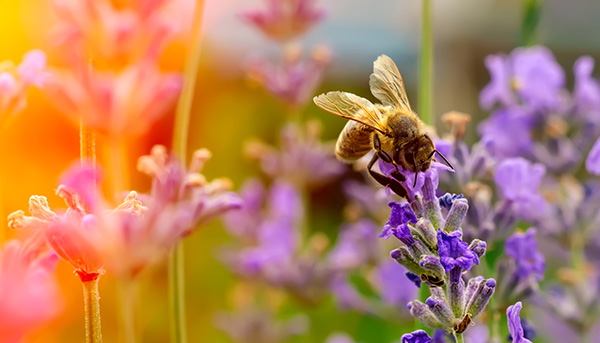 Distribution of Honey Bee Mitochondrial DNA Haplotypes