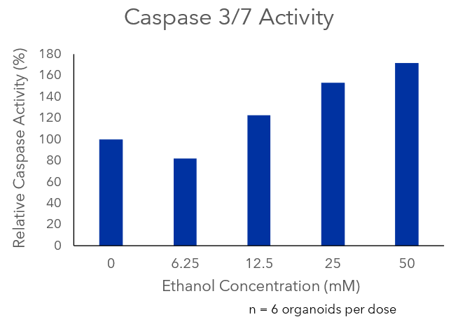 caspase activity of alcohol-treated organoids