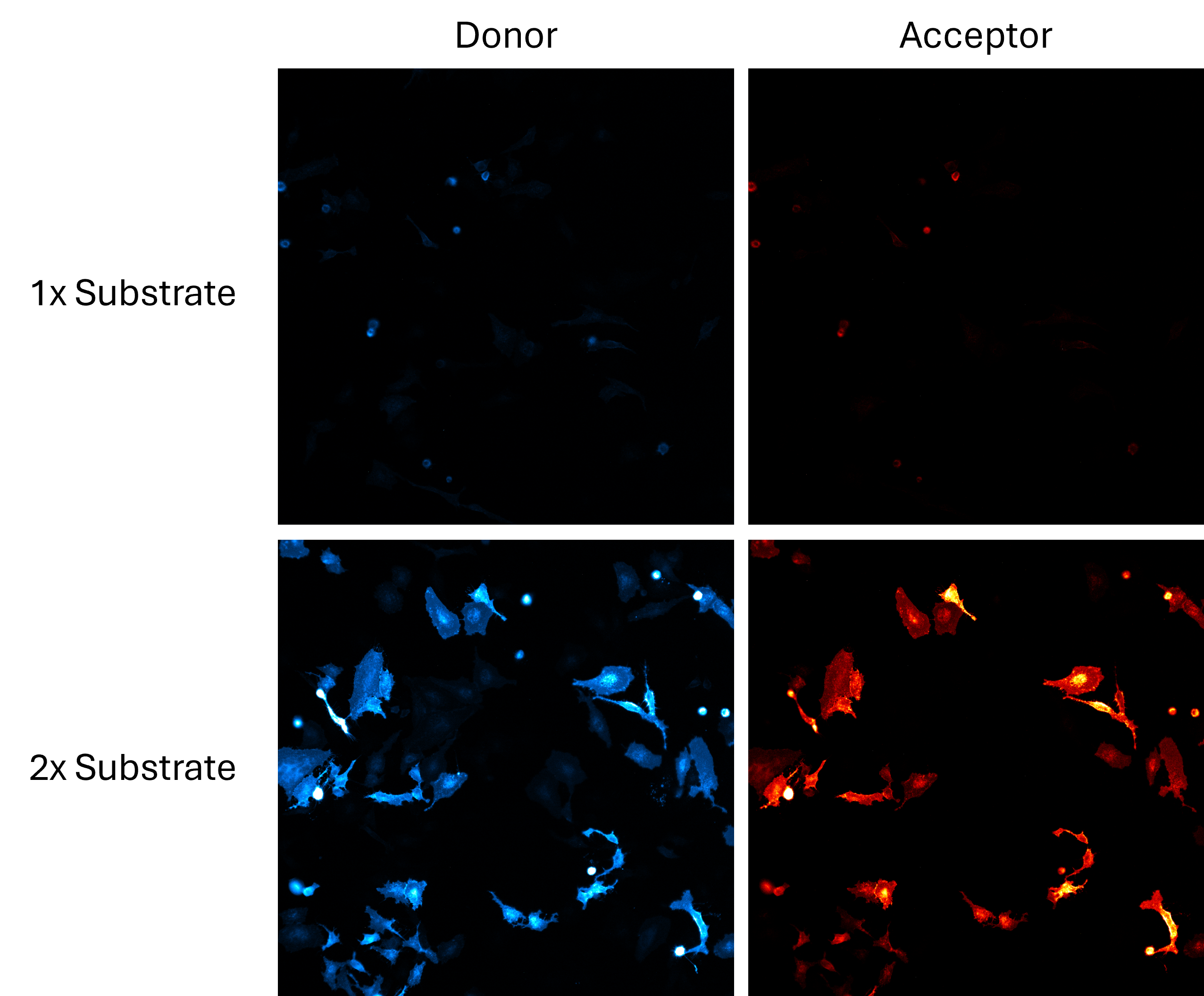 nanobret-technical-article-figure-3