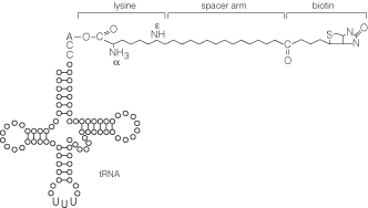 Structure of Transcend™ tRNA.