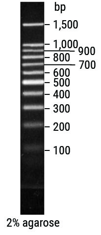 Benchtop 100bp Dna Ladder