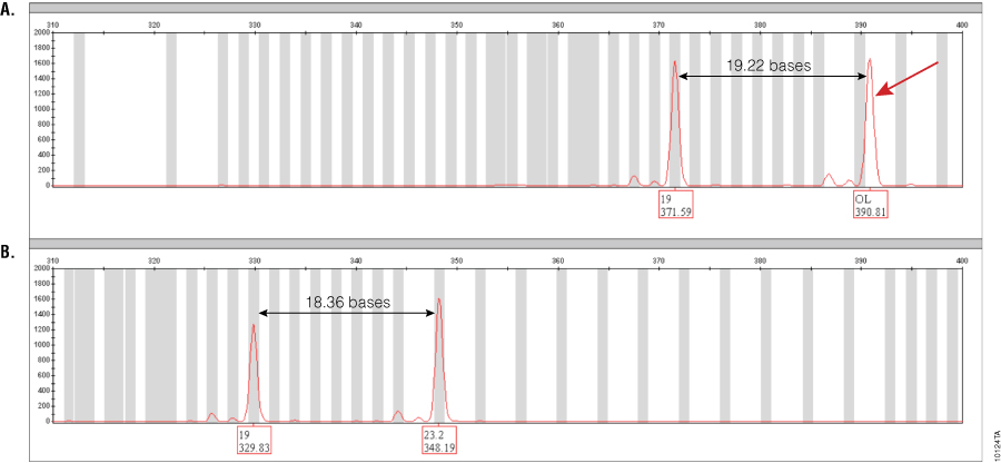 Electropherogram showing amplification of GT37190 DNA