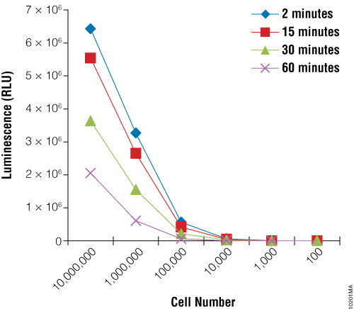Luminescence as measured by BacTiter-Glo™ Assay correlates with cell number for R. rubra cells.