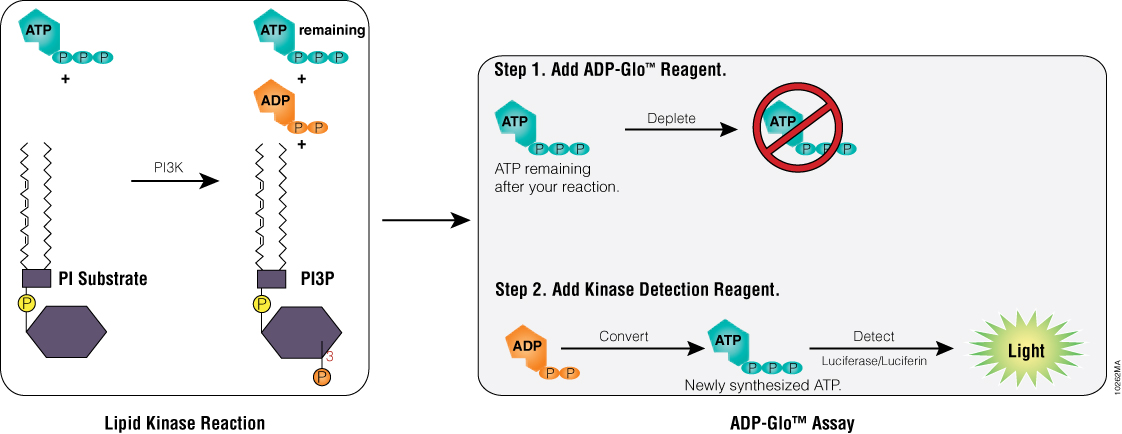 Principle of the ADP-Glo™ Lipid Kinase Assay.