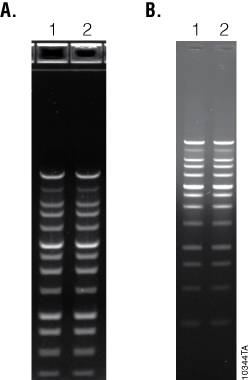 Promega BenchTop Markers and Ladders perform well in standard and precast agarose gels. 10344TA_250px