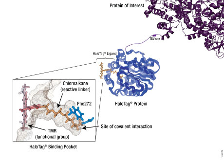 Illustration showing HaloTag® protein being fused to a protein of interest and the covalent binding between HaloTag and its ligand.