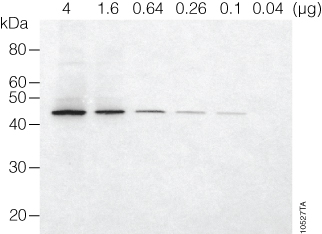 Western blot (immunoblot) for β-actin in cytoplasmic lysate from HEK293T cells.