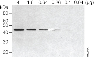 Western blot (immunoblot) for β-actin in cytoplasmic lysate from HEK293T cells.