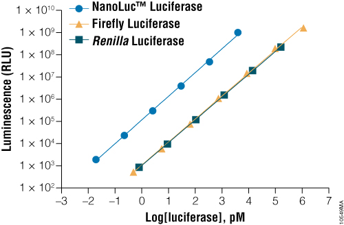 Nanoluc luciferase reporters give a much brighter signal than firefly reporters.
