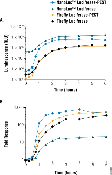 NanoLuc®和萤火虫荧光素酶结构之间的光输出和响应动态比较。