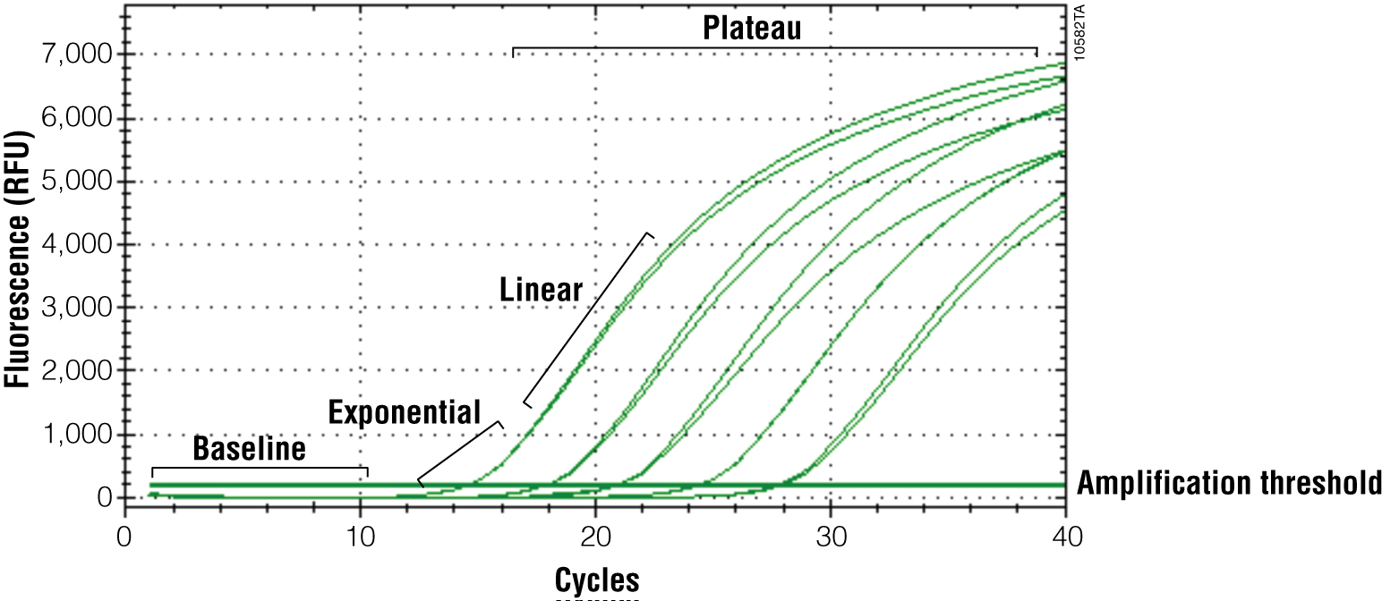 Quantitative PCR amplification curve