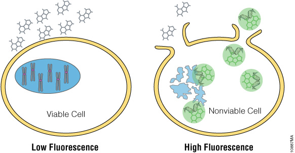 Diagram showing how the CellTox Green assay detects DNA released from dead cells.