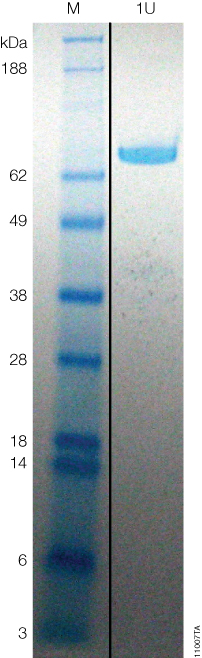 Coomassie-stained gel of HaloTEV Protease showing 1 unit (U) of protein with the specific activity of 1 unit/µg.