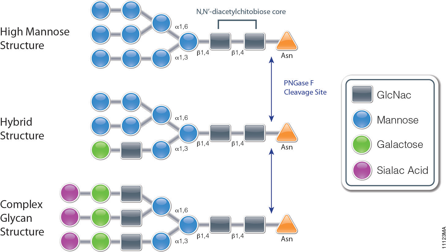 PNGase F