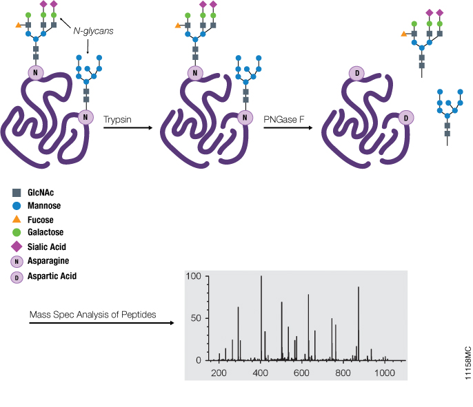 PNGase F